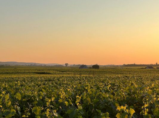 Puligny-Montrachet in Focus: The Precision of François Carillon