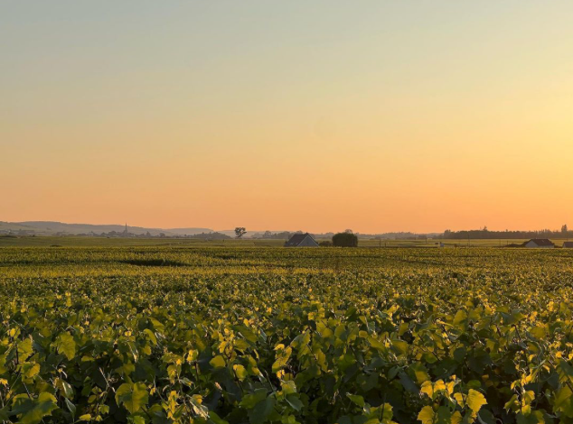 Puligny-Montrachet in Focus: The Precision of François Carillon
