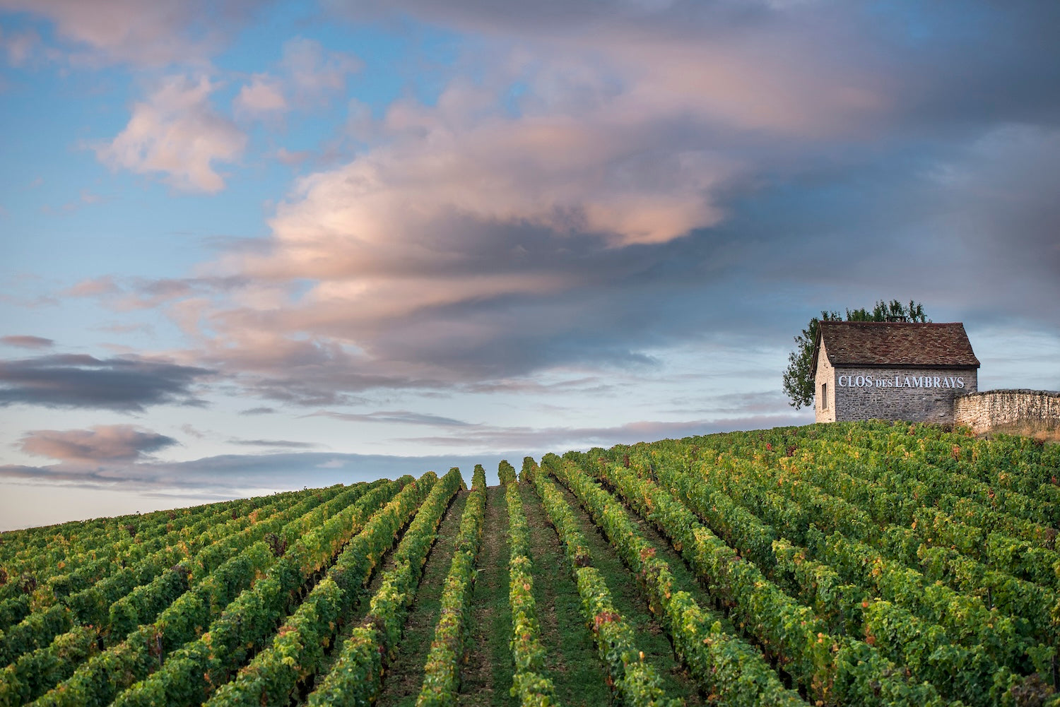 2023 Domaine des Lambrays: Control. Tension. Longevity.