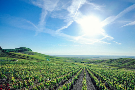 Champagne Delamotte Blanc de Blancs Collection: Grand Cru Chardonnay Across Time