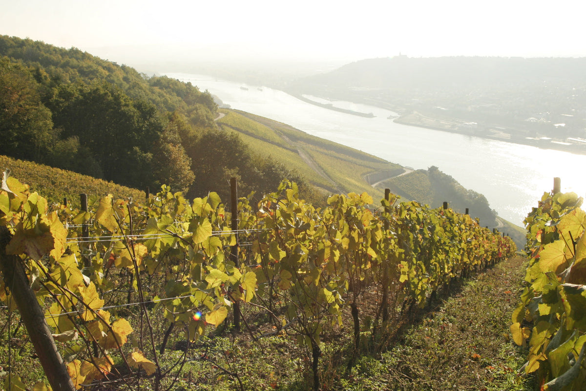 August Kesseler: Pioneer of German Pinot Noir