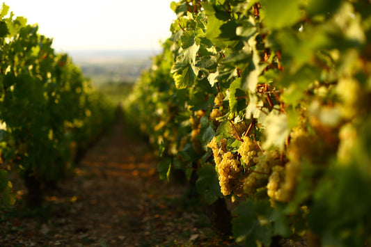 Domaine Matrot: White Burgundy without Makeup