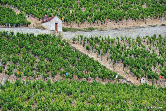 Louis Michel's 2023 1er Cru Chablis: Energetic Wines & Classical Precision