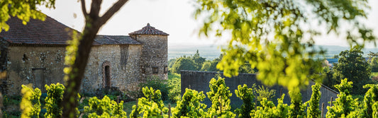 Châteauneuf-du-Pape & Gigondas: Rhône Crus from Famille Perrin