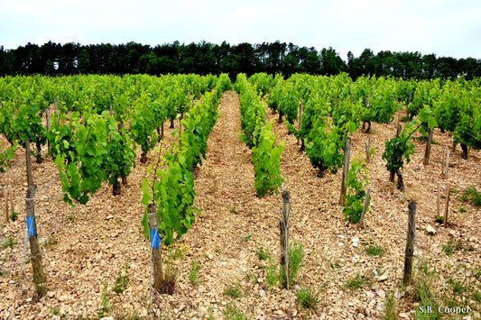 Classical Chablis: Laurent Tribut