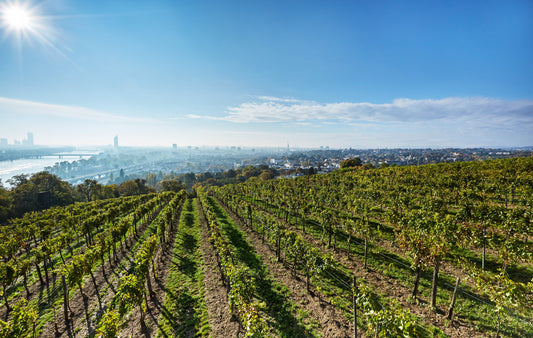Wieninger: The Grand Vineyards of Vienna