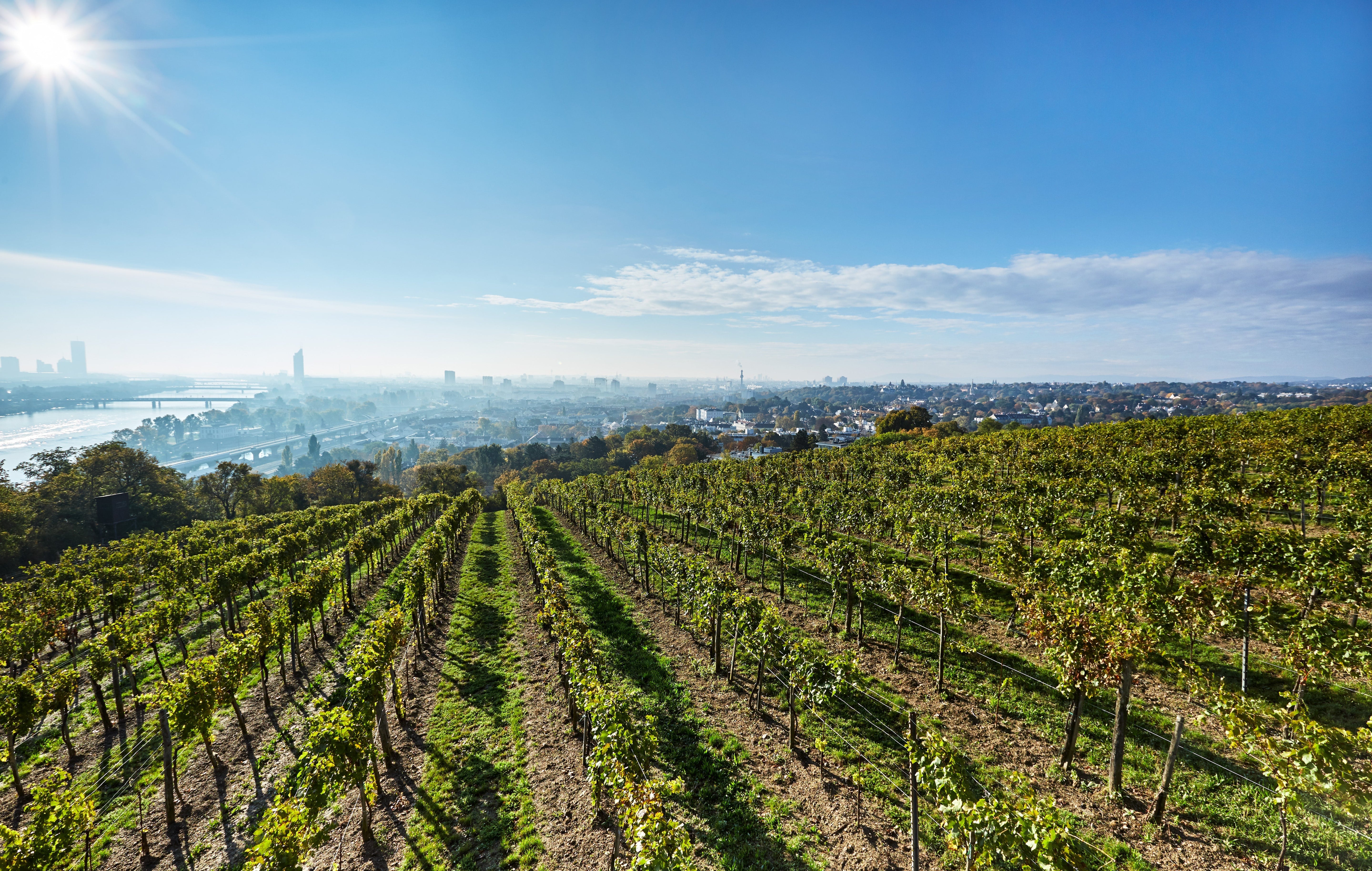 Wieninger: The Grand Vineyards of Vienna