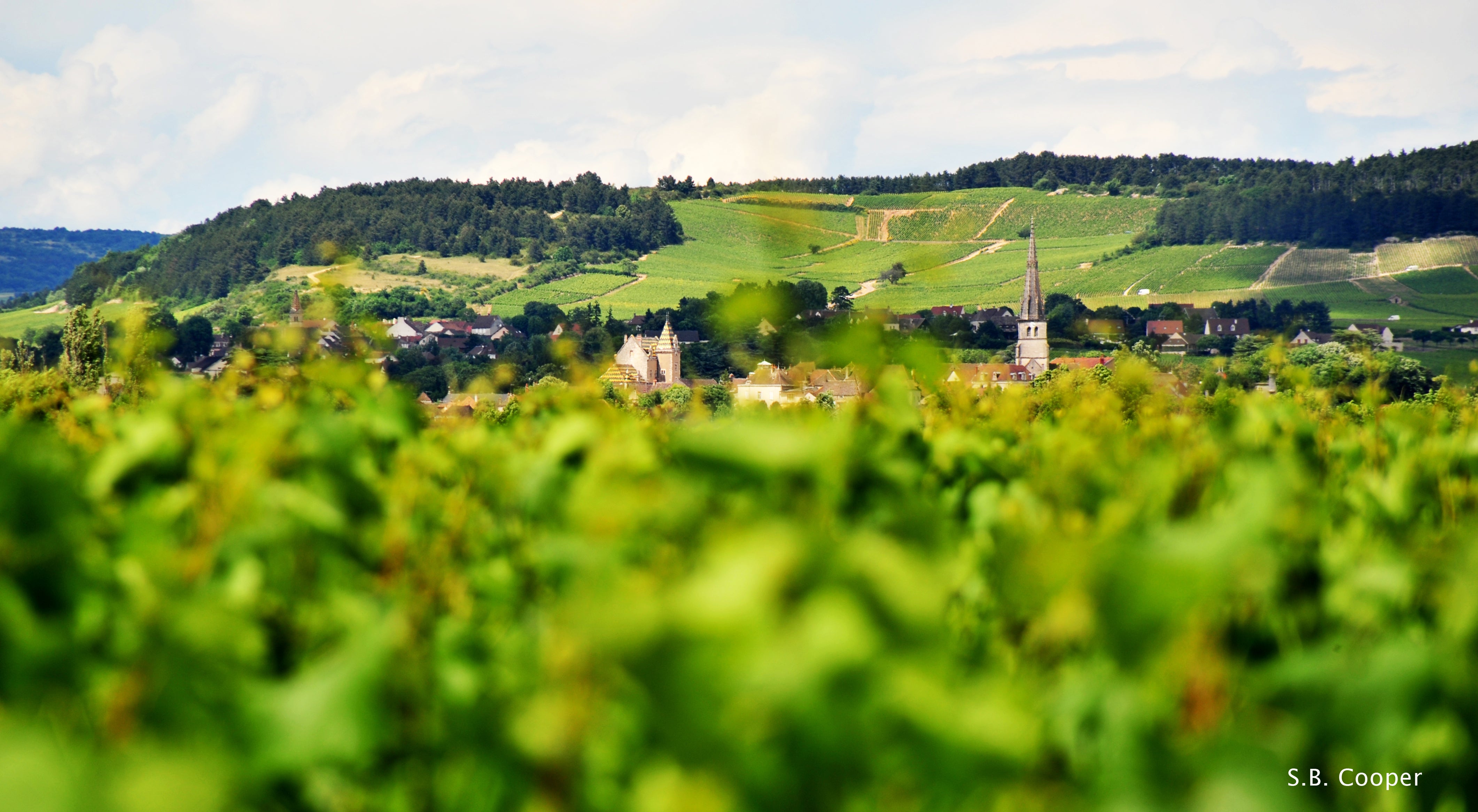 Vineyard Brands Collective