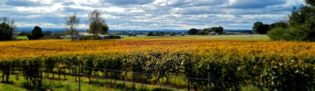 Vineyard Brands Collective