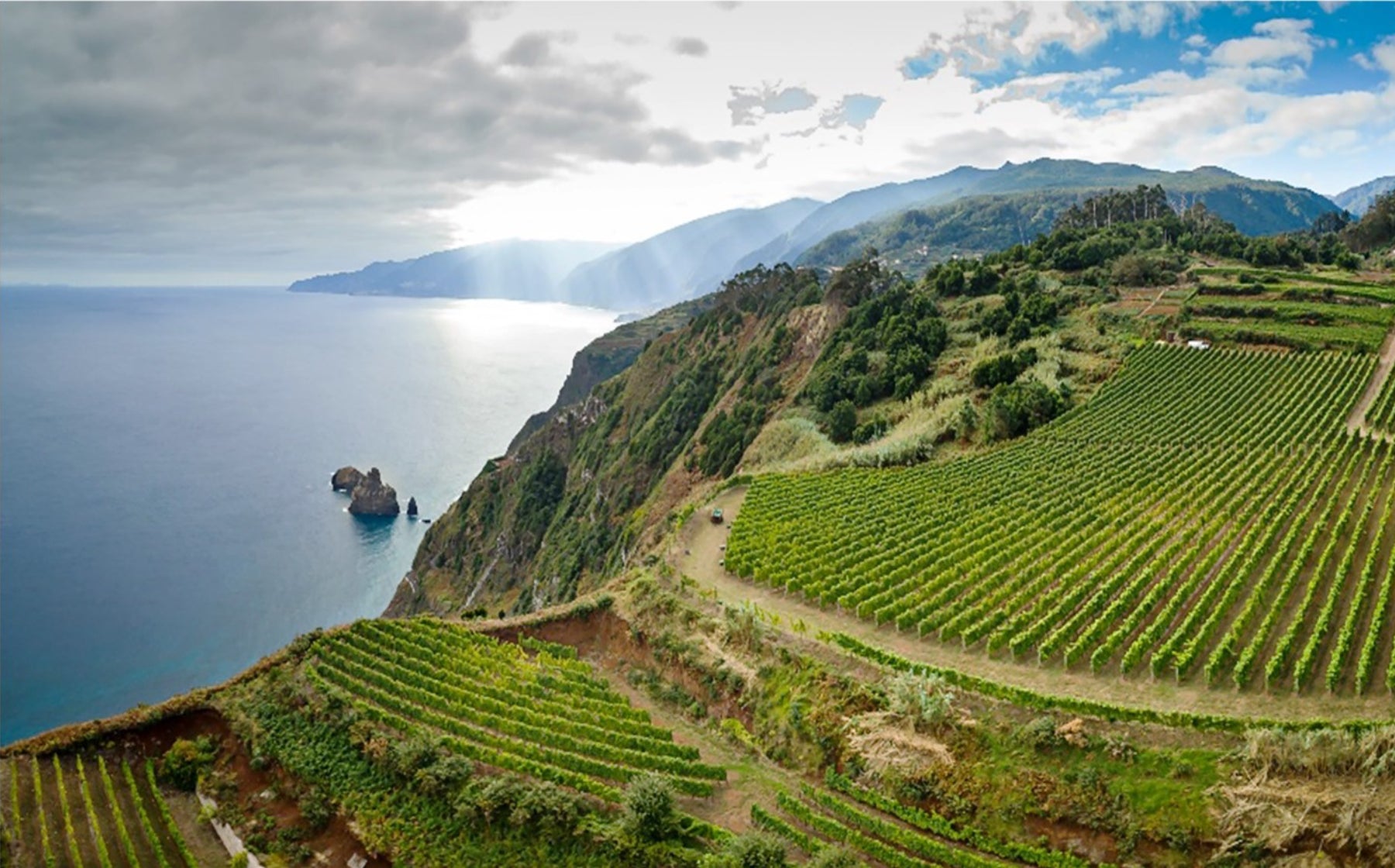 Vineyard Brands Collective