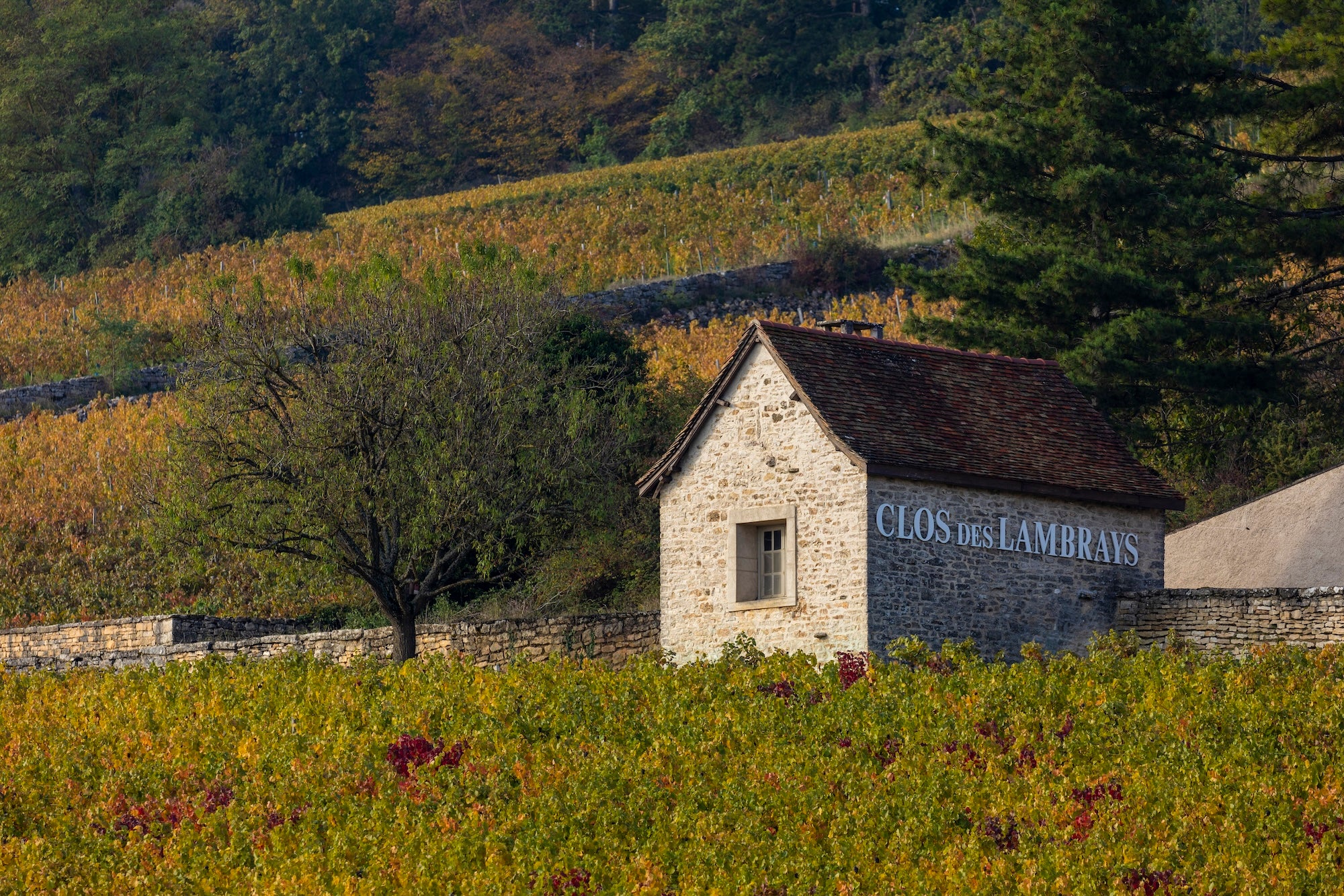 Vineyard Brands Collective