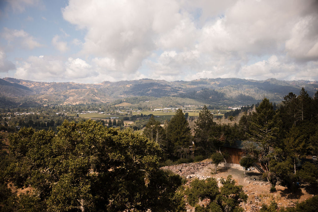 Vineyard Brands Collective