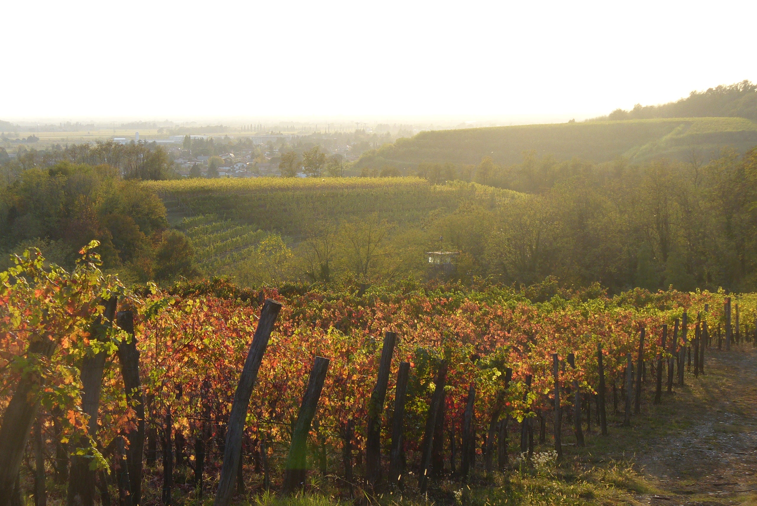 Vineyard Brands Collective