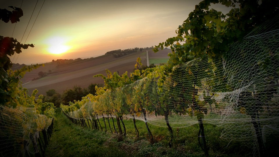 Vineyard Brands Collective