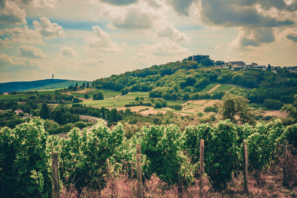 Vineyard Brands Collective