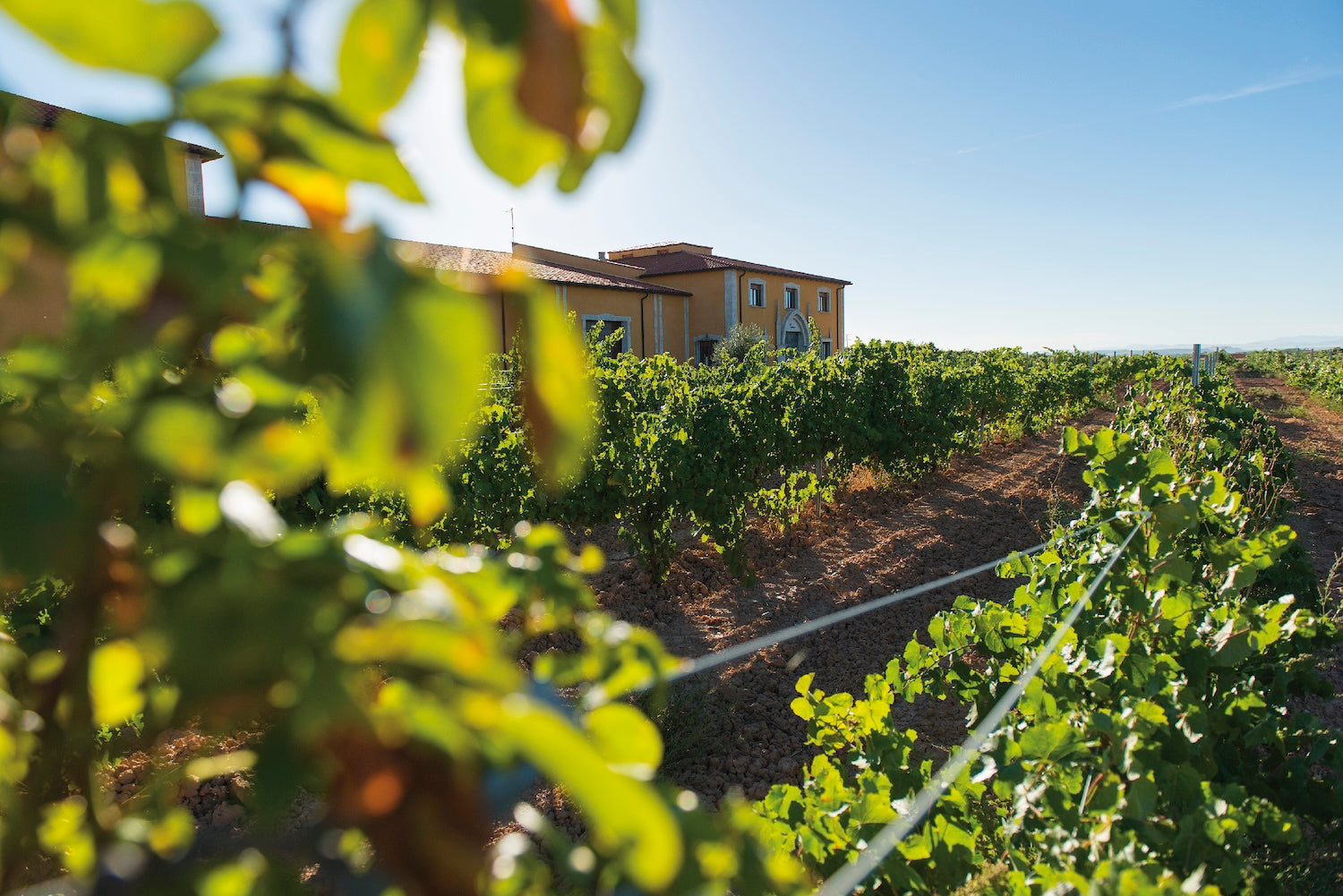 Vineyard Brands Collective