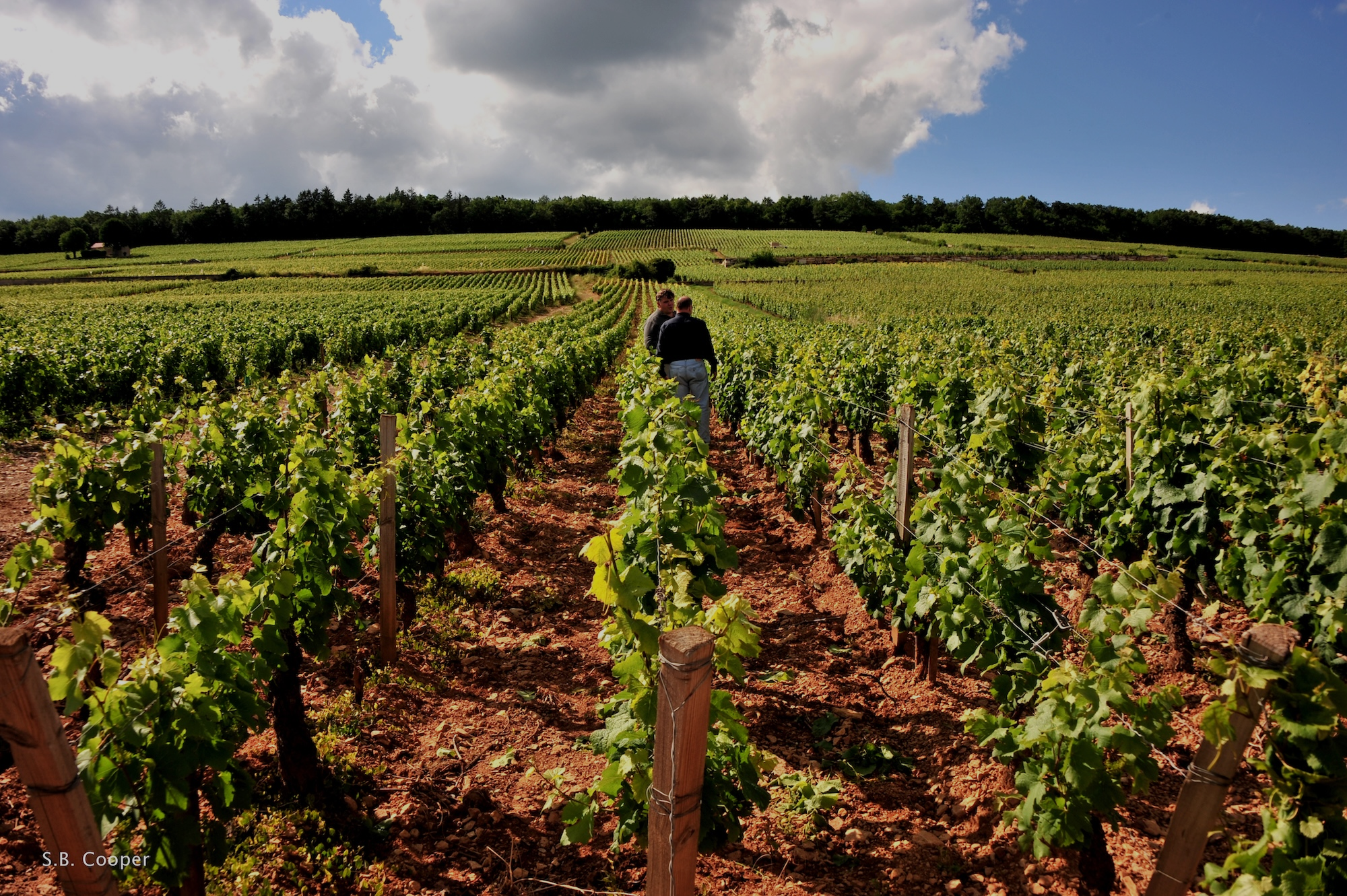 Vineyard Brands Collective