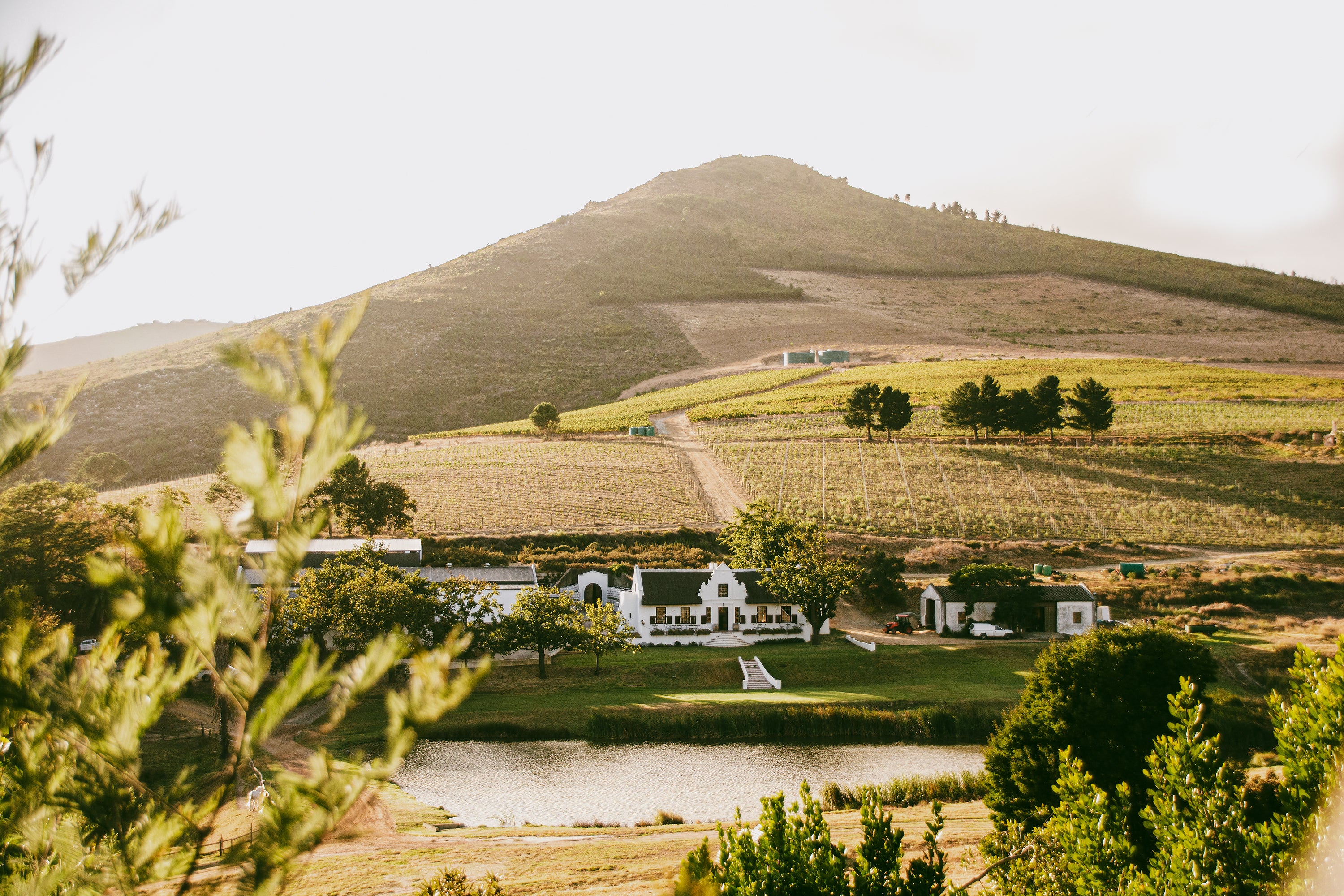 Vineyard Brands Collective