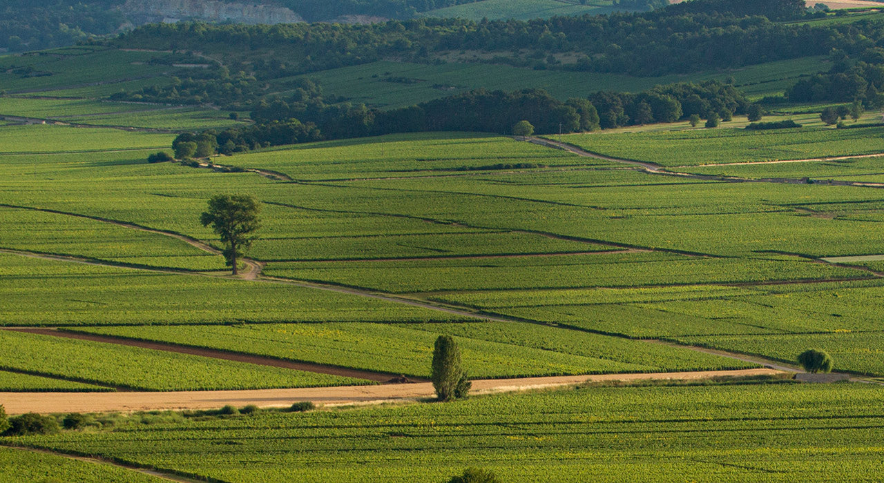 Vineyard Brands Collective