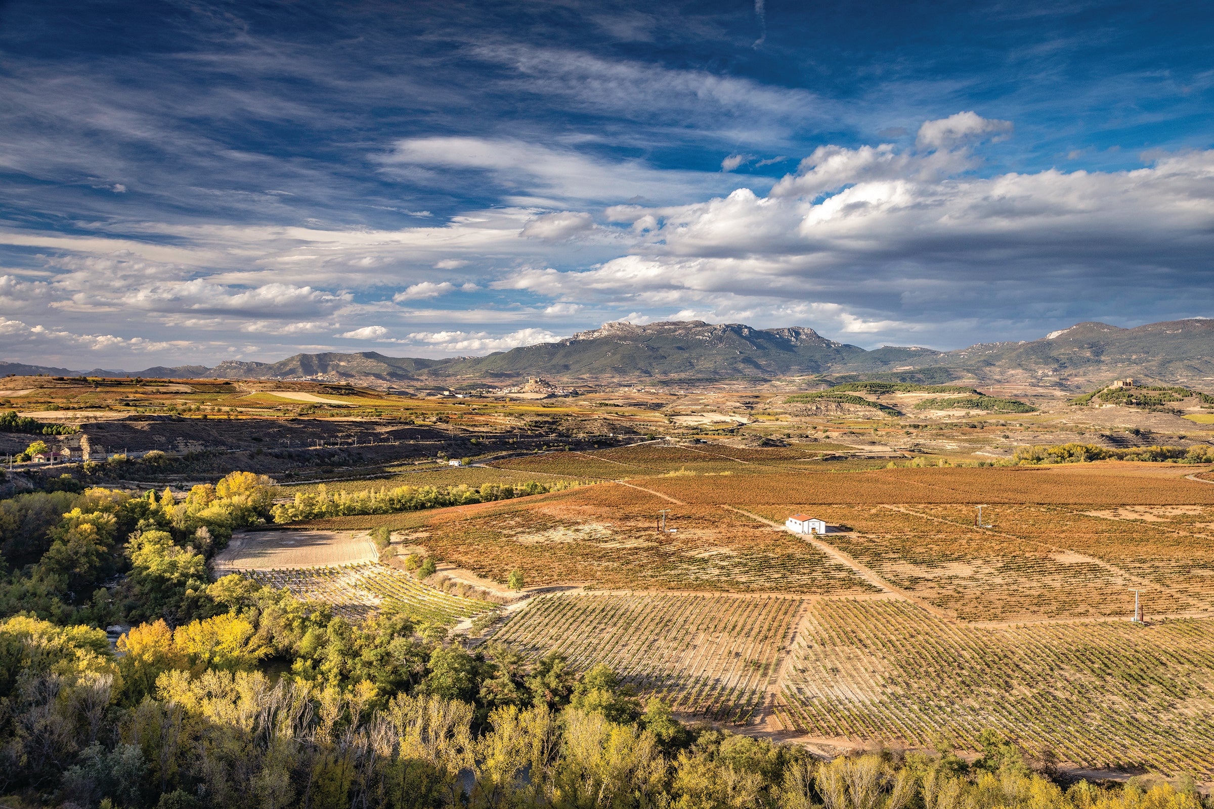 Vineyard Brands Collective