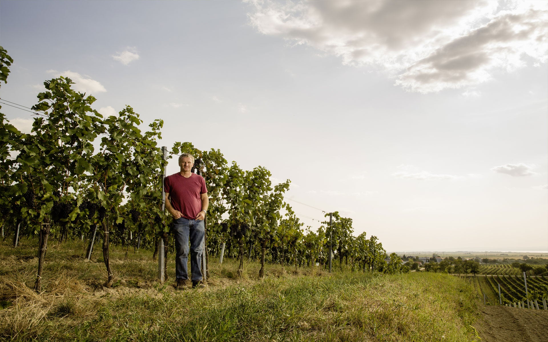 Vineyard Brands Collective