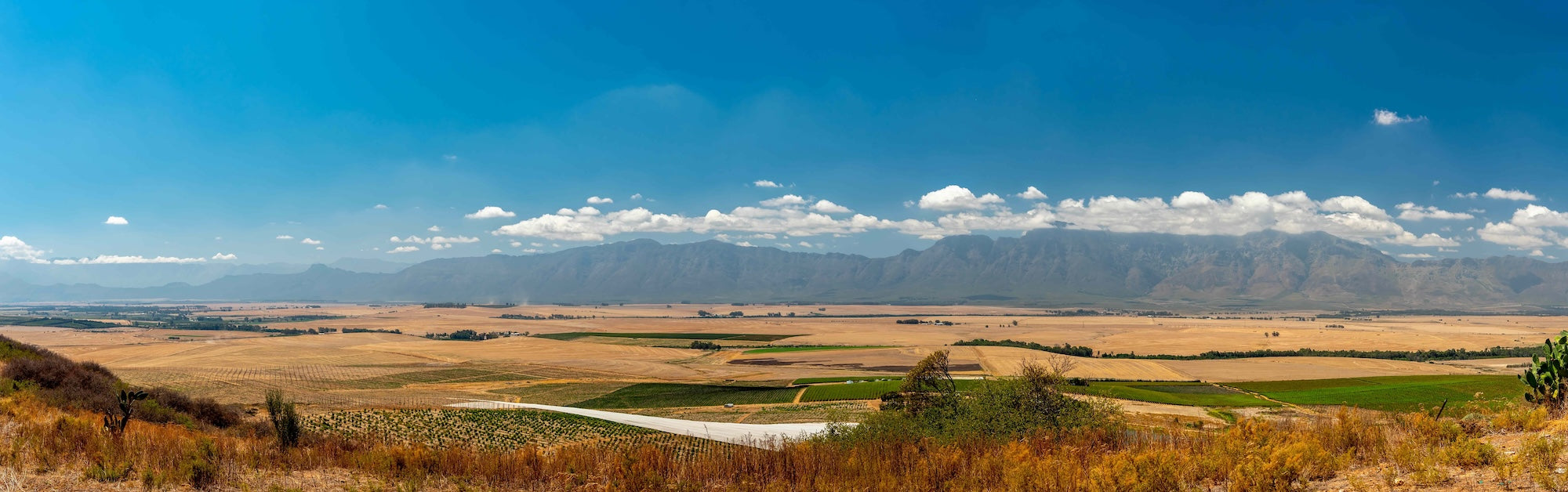 Vineyard Brands Collective