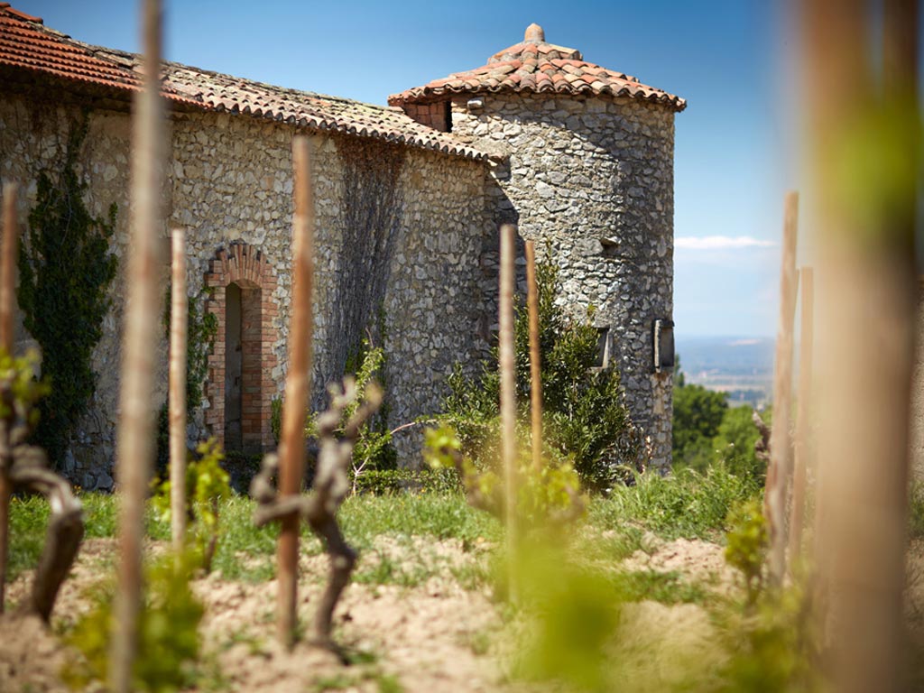 Vineyard Brands Collective