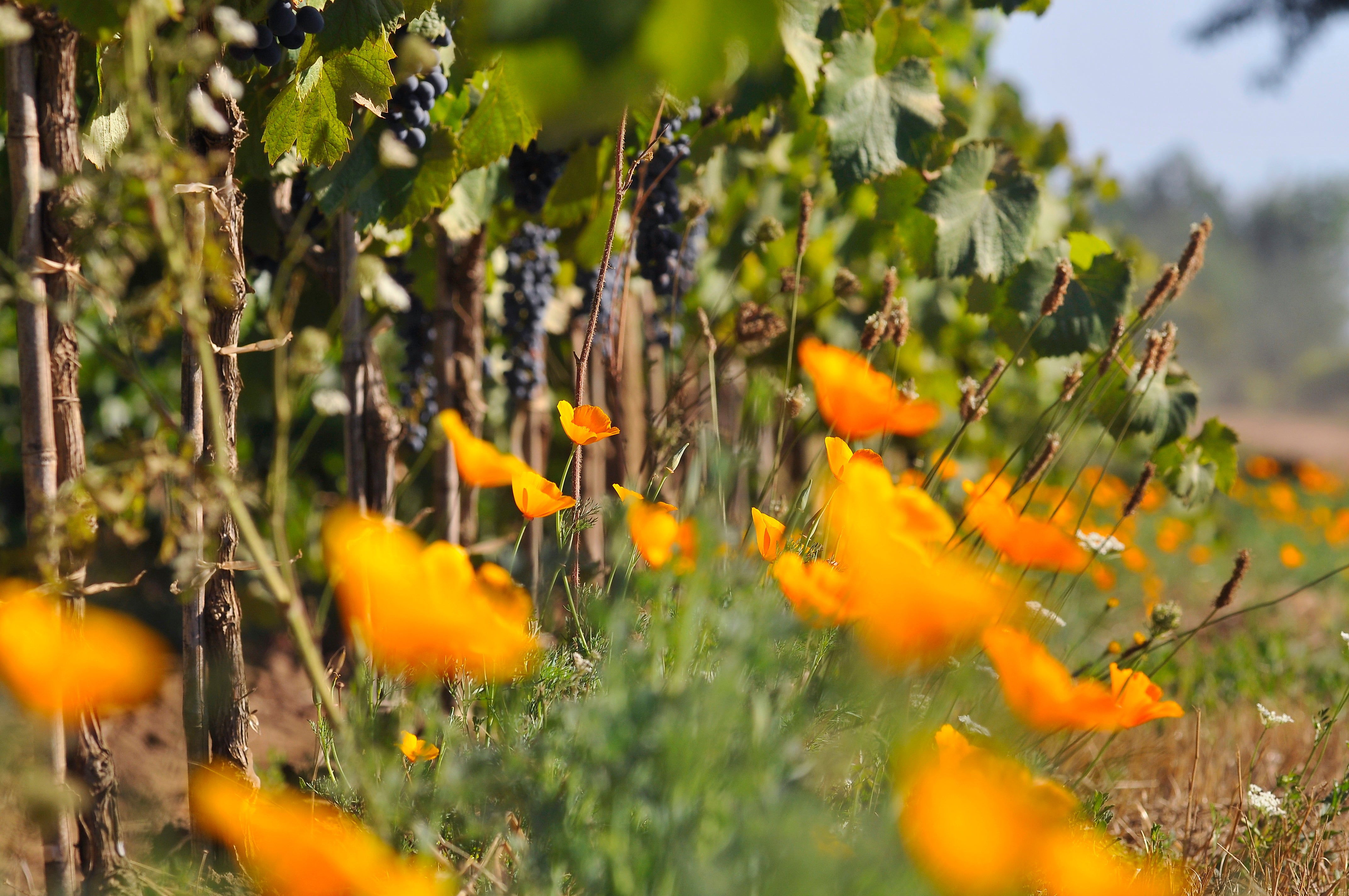 Vineyard Brands Collective