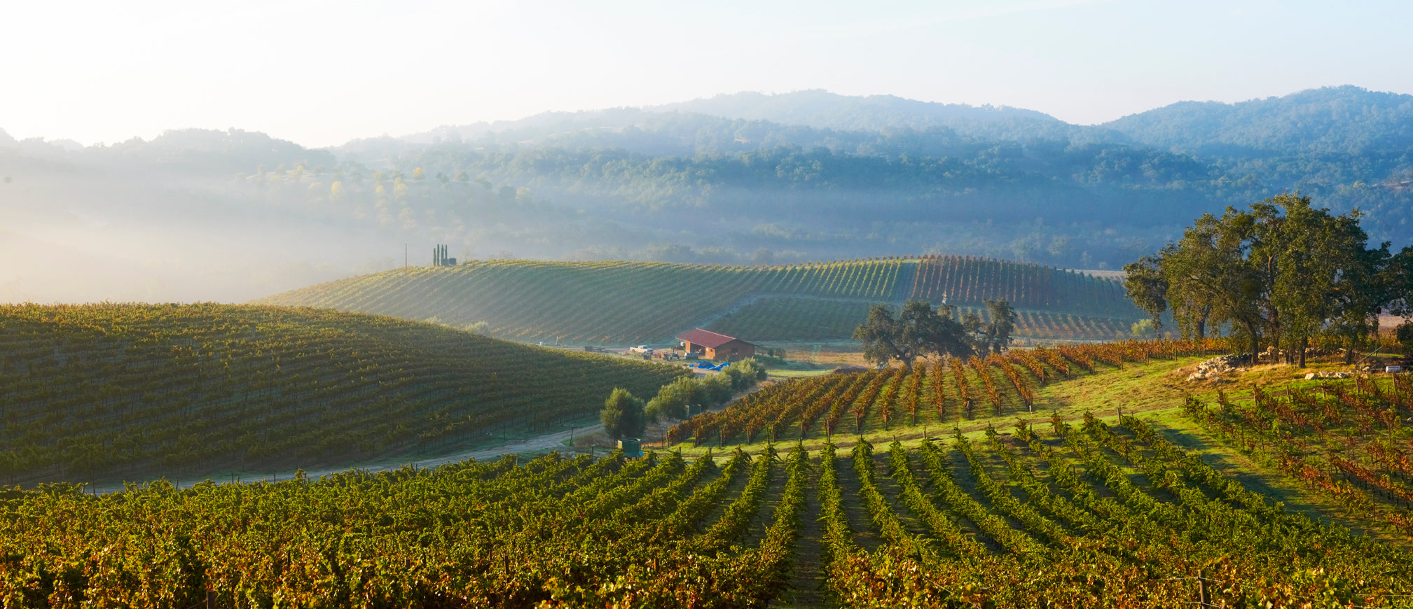 Vineyard Brands Collective