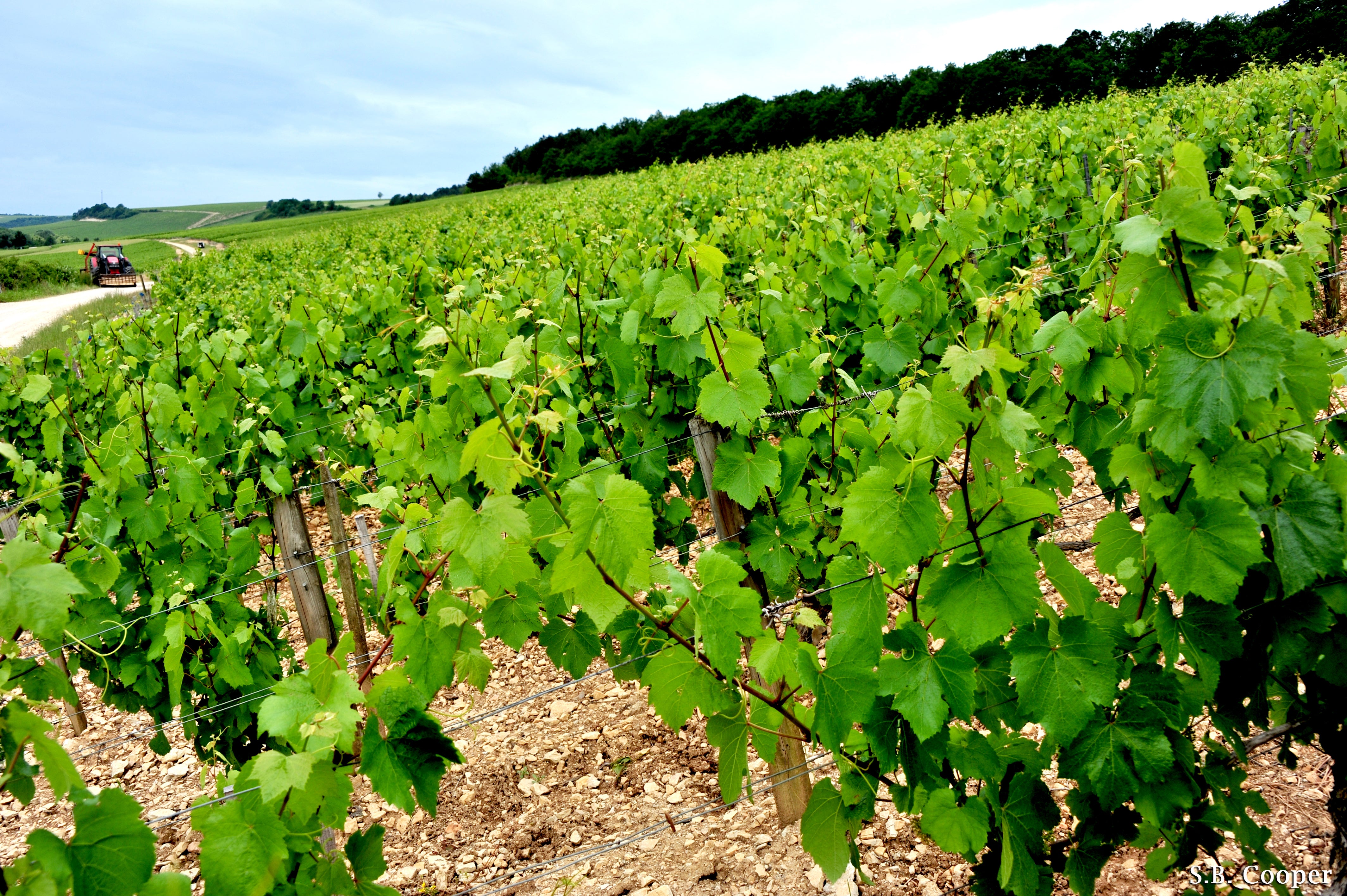 Vineyard Brands Collective