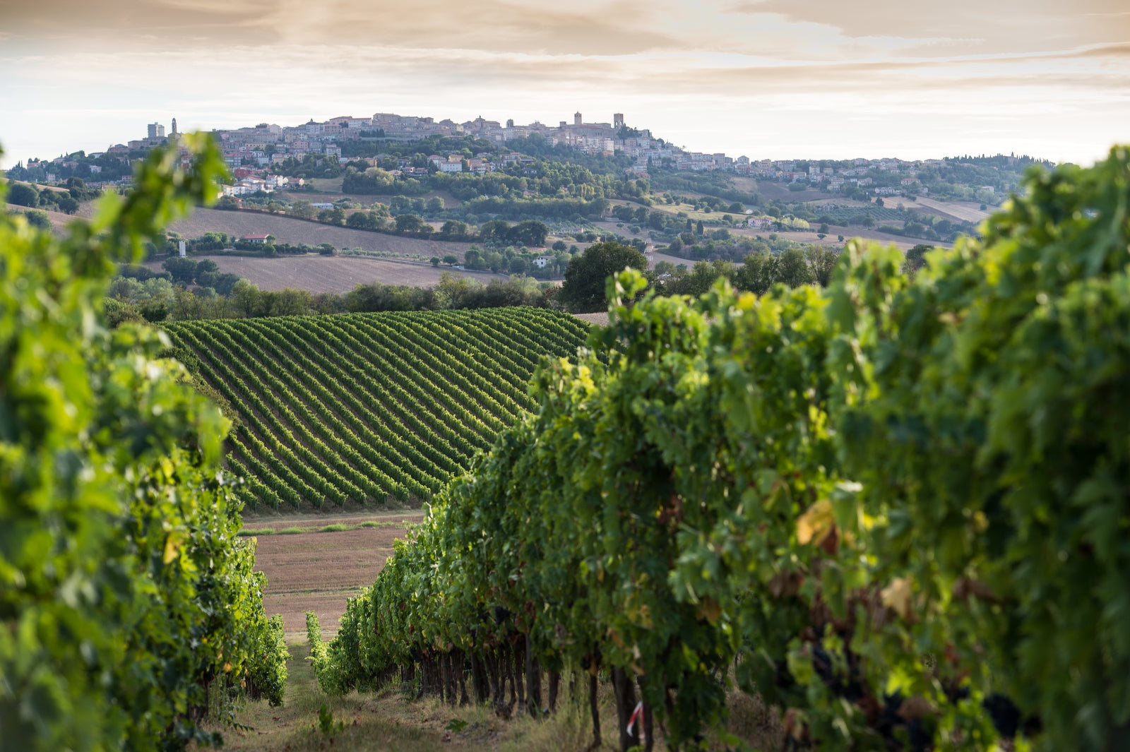 Vineyard Brands Collective