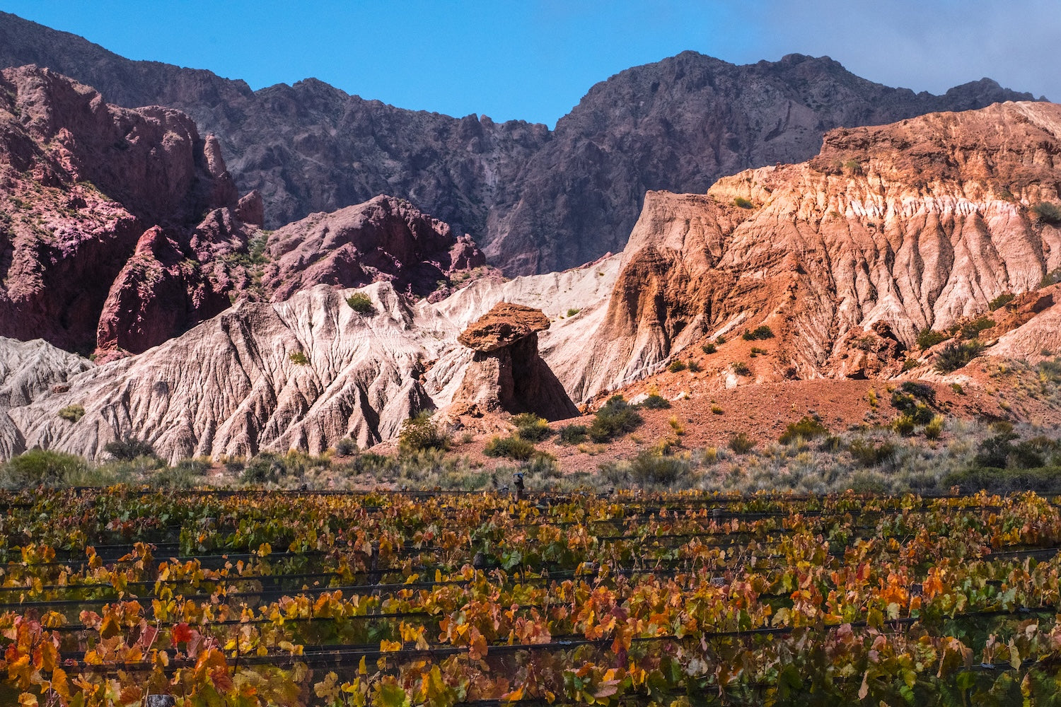 Vineyard Brands Collective