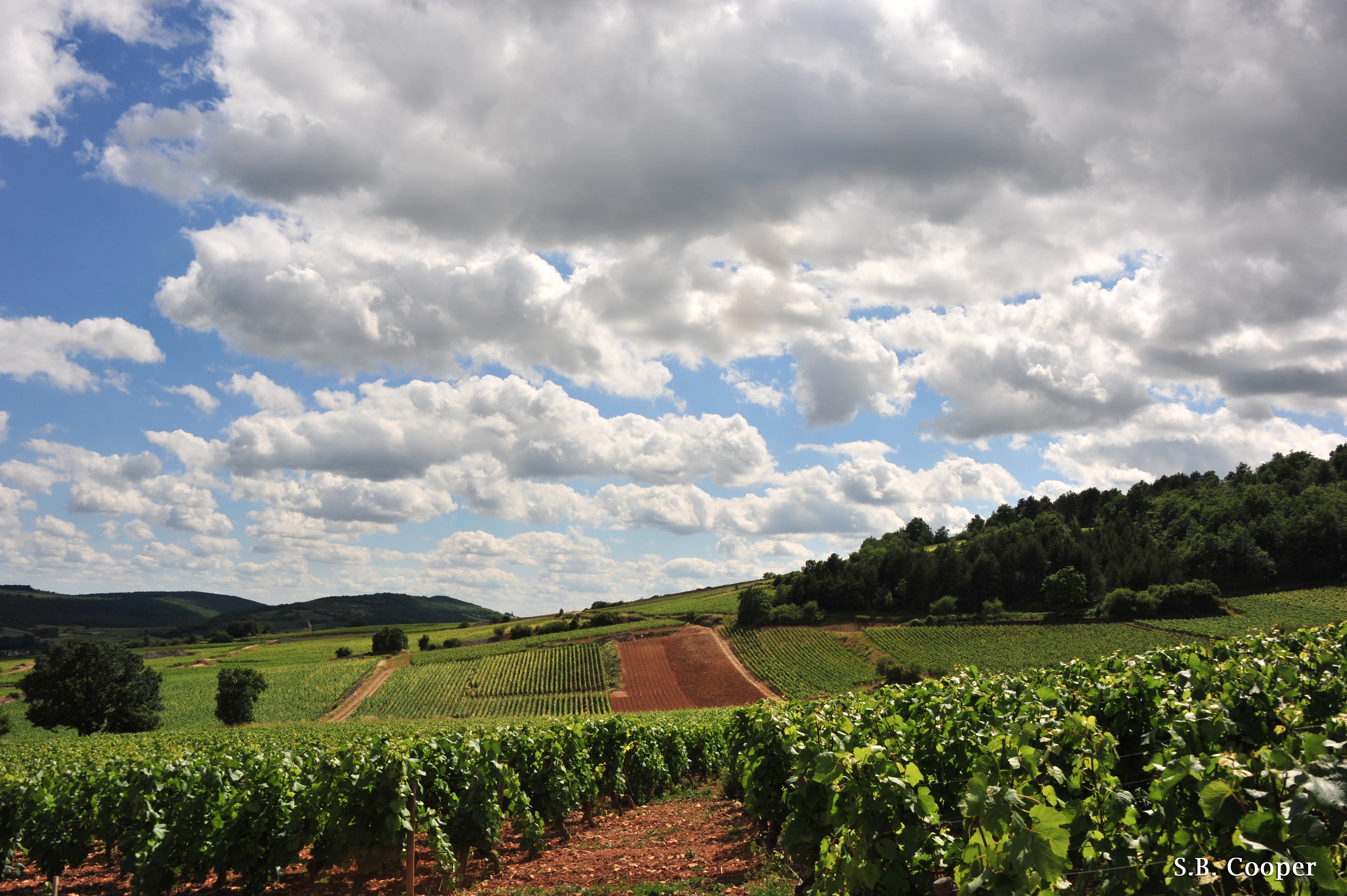 Vineyard Brands Collective